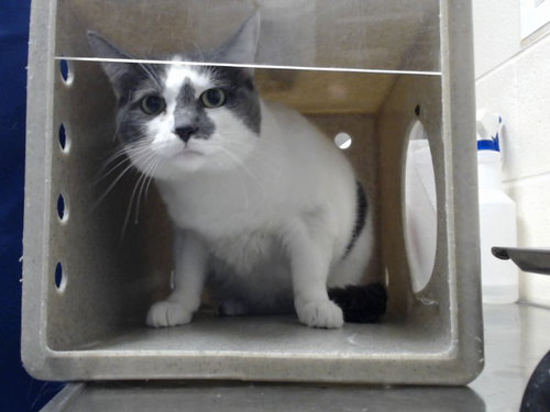 Ally Cat, Domestic Short Hair (medium coat)