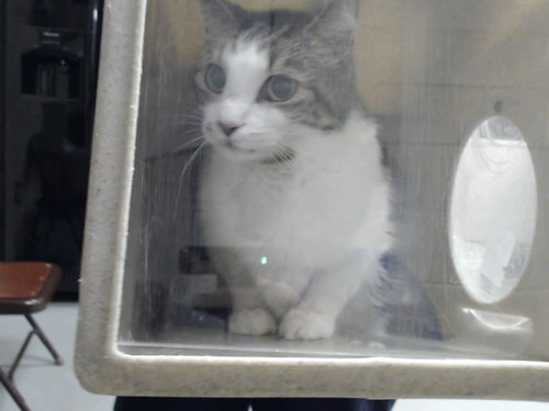 Groot, Domestic Short Hair (medium coat)