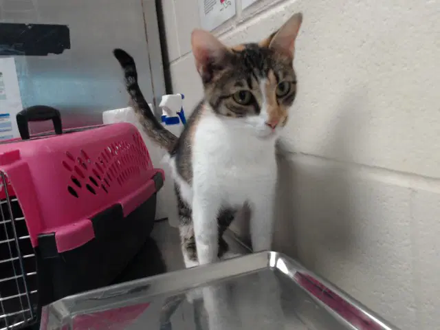 Scarlet - Domestic Short Hair