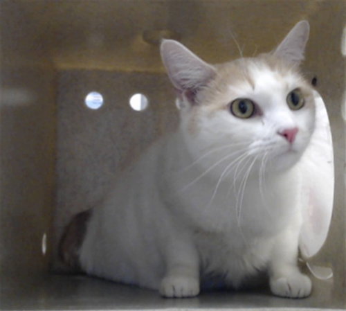 Minnie, Domestic Short Hair (medium coat)