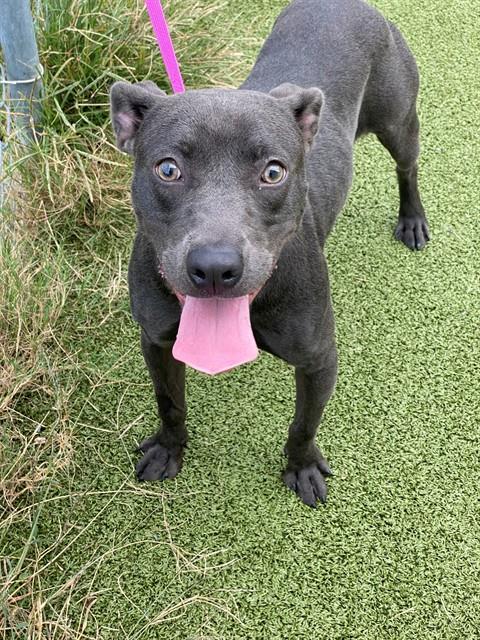 Bambi - Pit Bull Terrier