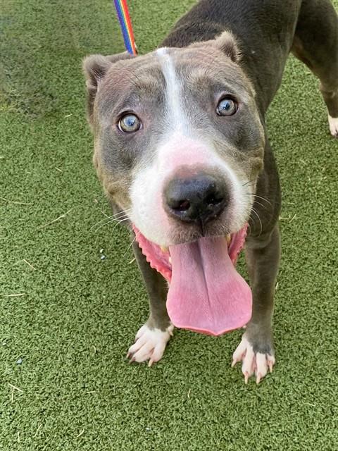 Derrick Malcomb Marcus, Pit Bull Terrier (medium coat)
