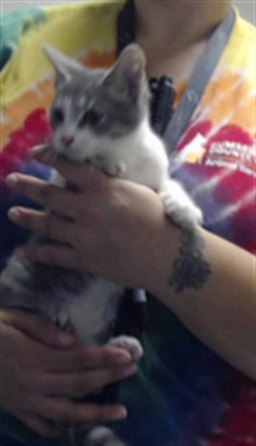 Radley, Domestic Short Hair (medium coat)