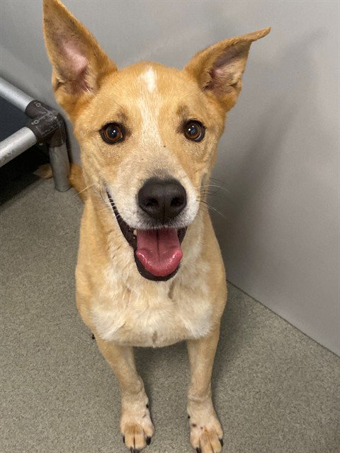 Nova, Labrador Retriever / Mixed (medium coat)