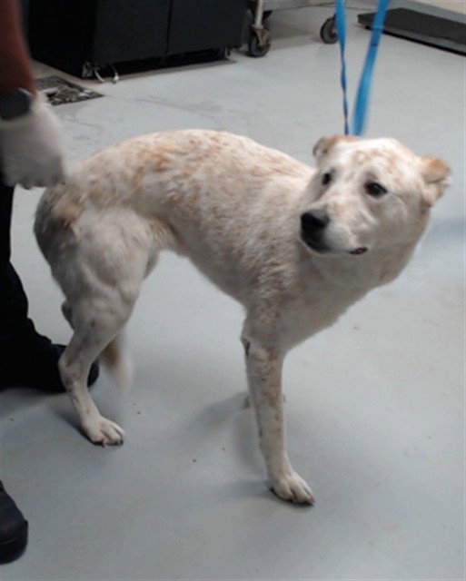 Rex, Australian Cattle Dog/Blue Heeler