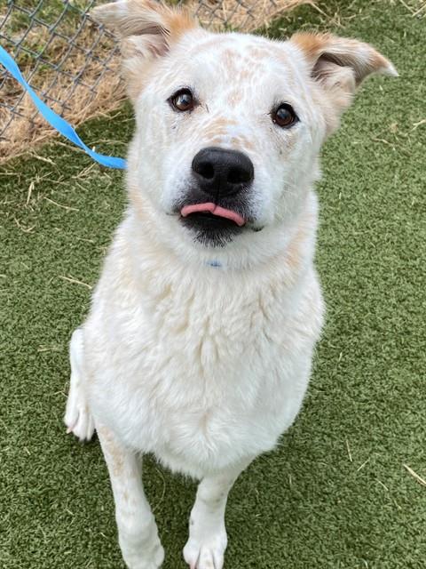 Rex, Australian Cattle Dog/Blue Heeler / Mixed (medium coat)