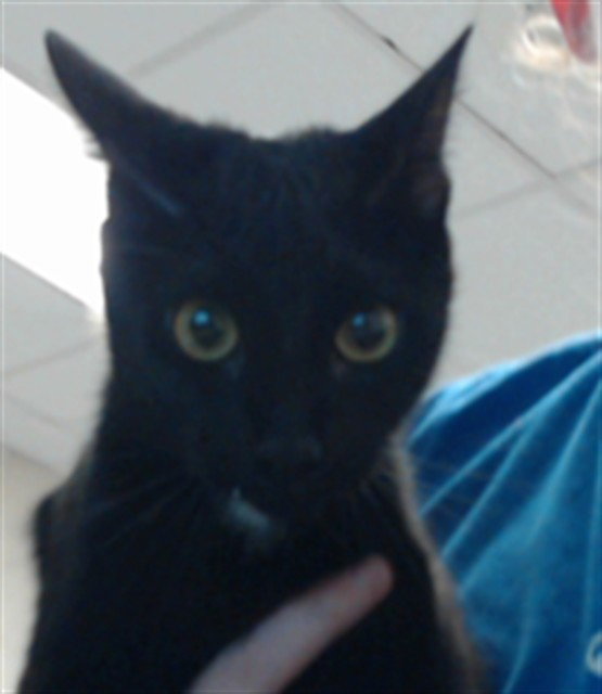 Moosey, Domestic Short Hair