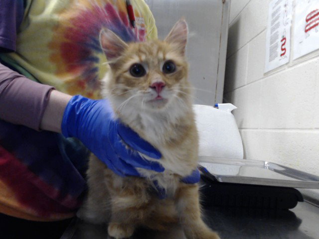A435150, Domestic Long Hair