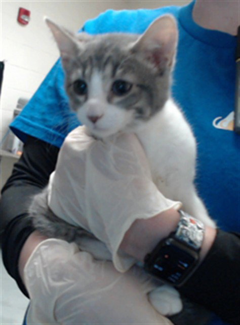 Slater, Domestic Short Hair (medium coat)