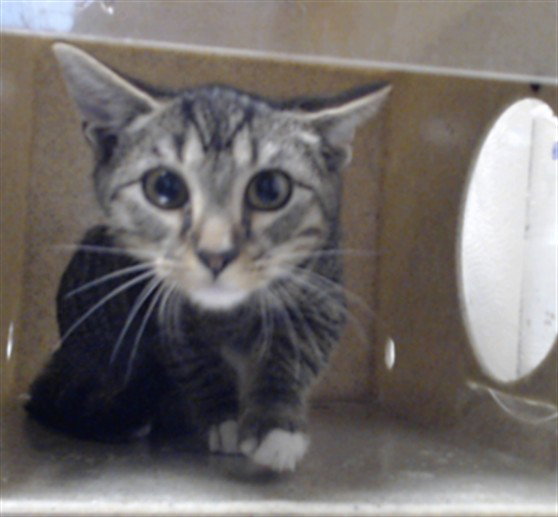 Scooter, Domestic Short Hair