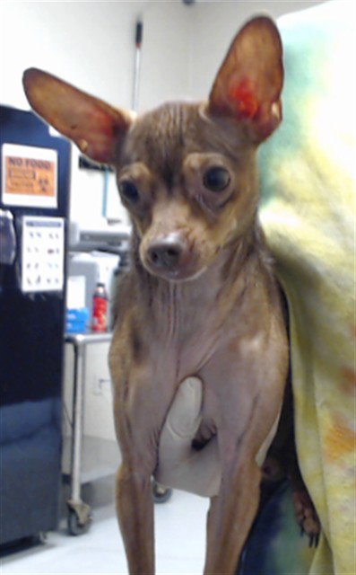 Chico, Chihuahua