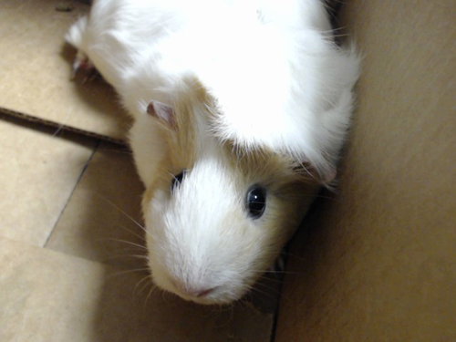 Pablo, Guinea Pig (medium coat)