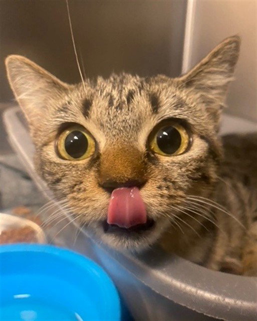 A435198, Domestic Short Hair