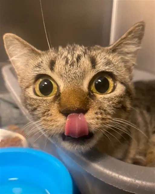 Elle - Domestic Short Hair
