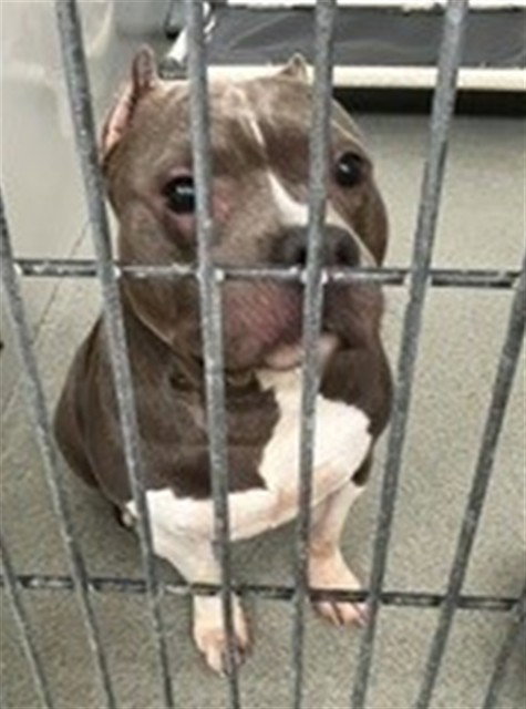 Ace, American Bulldog (medium coat)