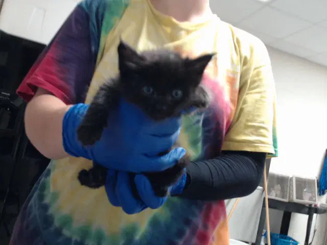 Megatron - Domestic Short Hair