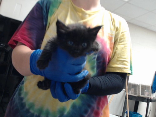 Megatron, Domestic Short Hair (medium coat)