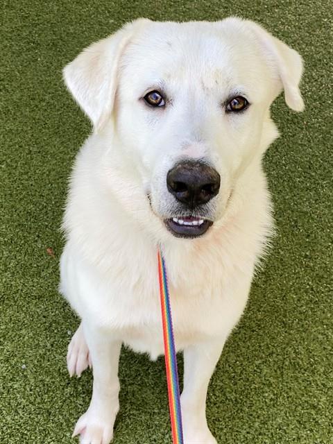 Bowie, Great Pyrenees / Mixed (medium coat)