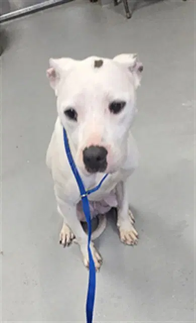 Winter - Pit Bull Terrier