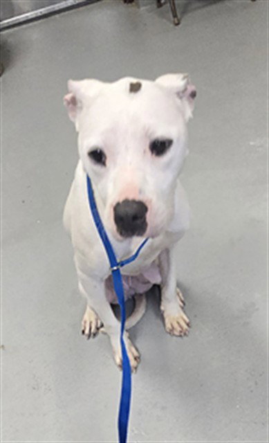 Winter, Pit Bull Terrier (medium coat)