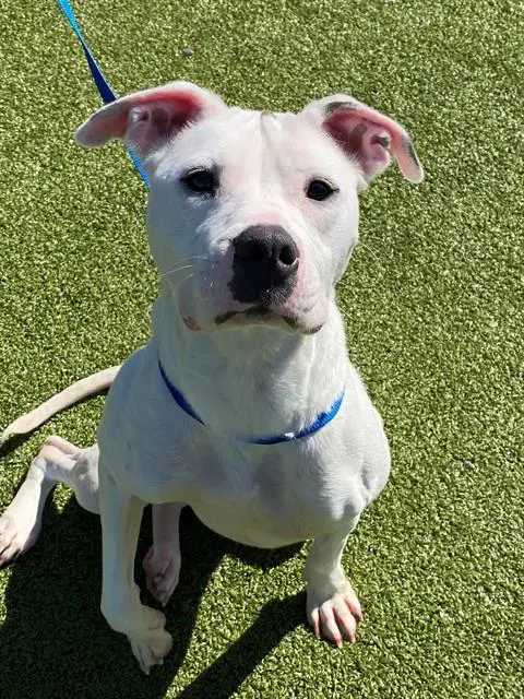 Winter - Pit Bull Terrier
