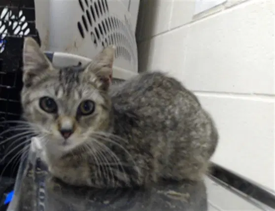 Optimus Prime - Domestic Short Hair