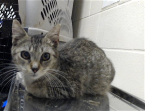 Optimus Prime, Domestic Short Hair (medium coat)