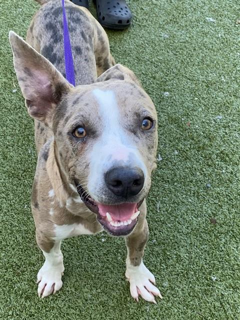 Zeus, Pit Bull Terrier (medium coat)