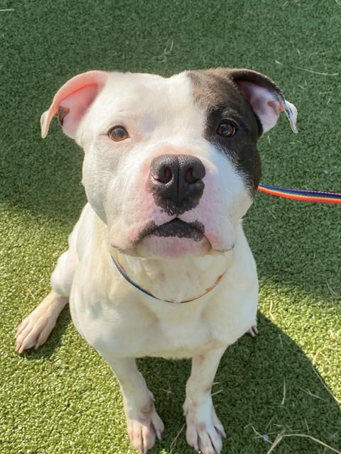 Sparrow, Pit Bull Terrier / Mixed (medium coat)