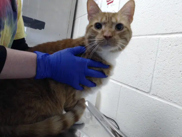 Garfield - Domestic Short Hair