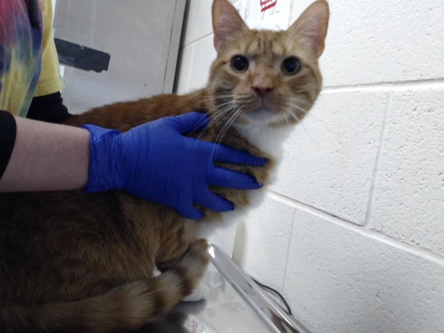 Garfield