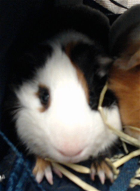 Remy, Guinea Pig (medium coat)