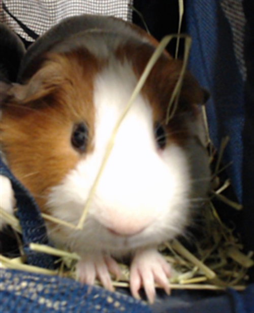 Milo, Guinea Pig (medium coat)