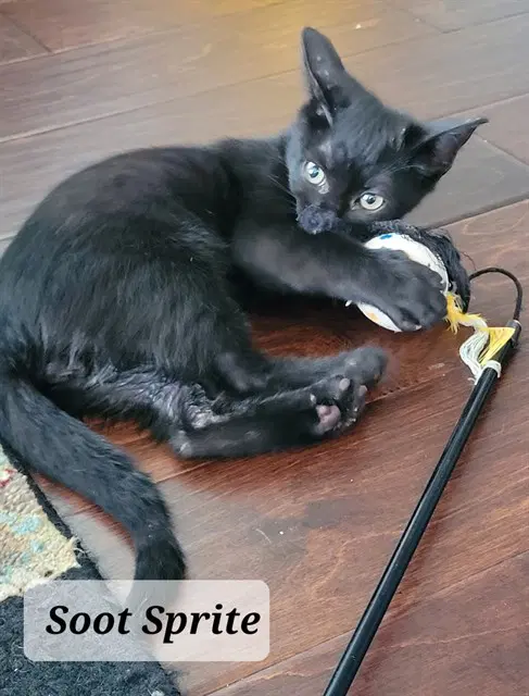 Soot Sprite - Domestic Medium Hair