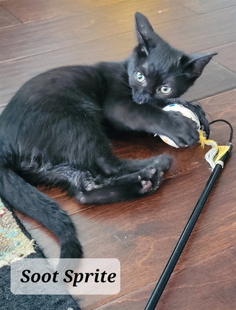 Soot Sprite, Domestic Medium Hair (medium coat)