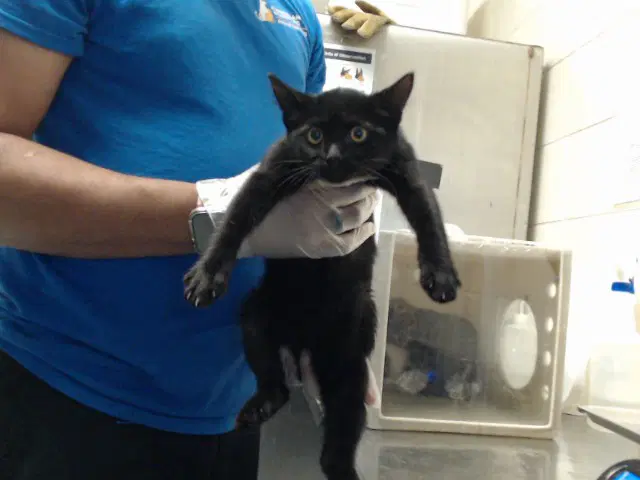 Unknown - Domestic Short Hair