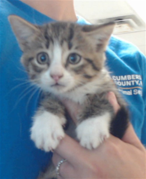Stewie, Domestic Medium Hair (medium coat)