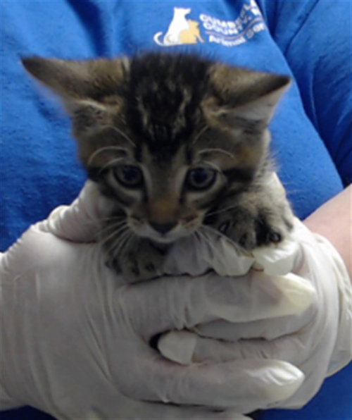 Cleveland, Domestic Short Hair (medium coat)