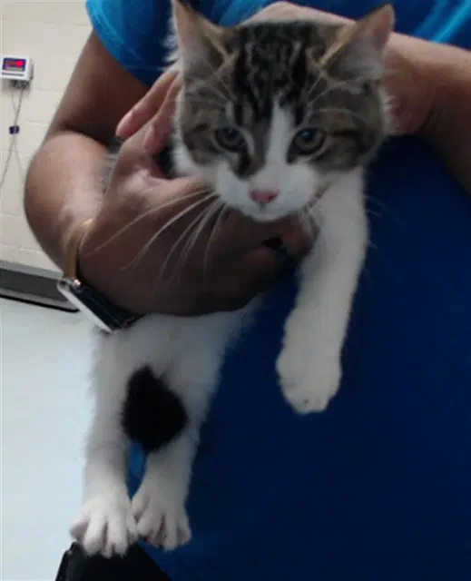 Sampson - Domestic Short Hair