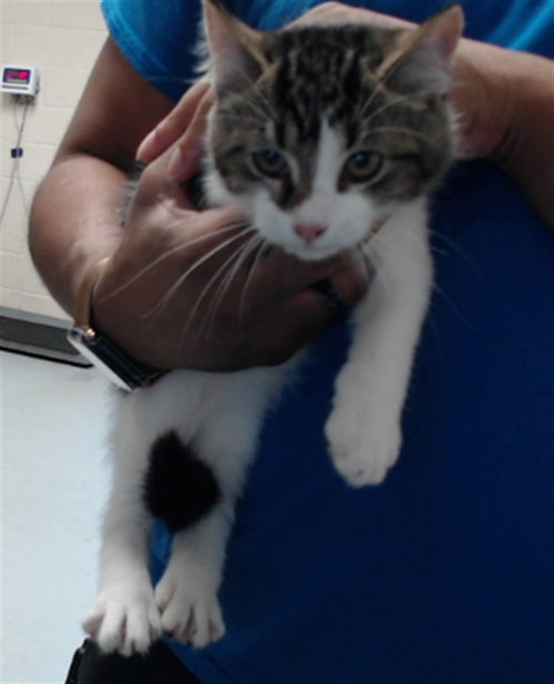 Sampson, Domestic Short Hair (medium coat)