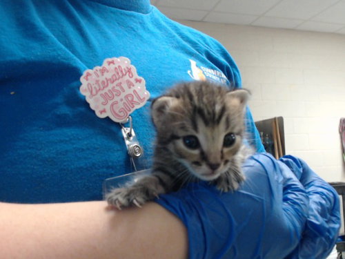 Cowboy, Domestic Short Hair (medium coat)