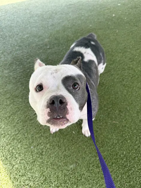 Bella - Staffordshire Bull Terrier