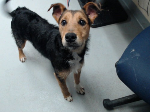 Shockwave, Wirehaired Fox Terrier (medium coat)