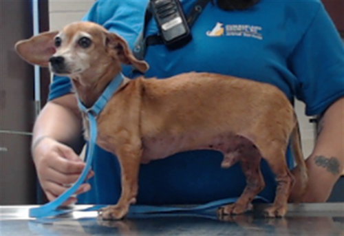 Louie, Chihuahua (medium coat)