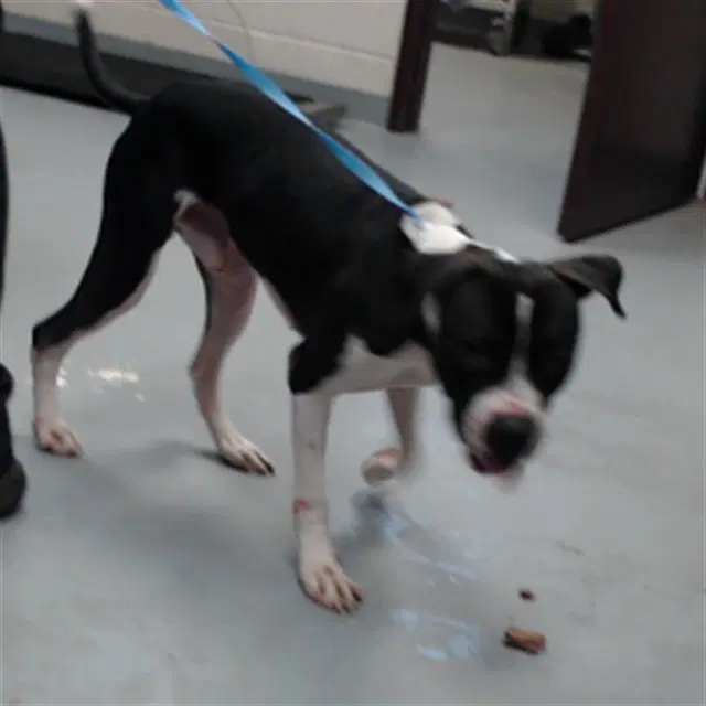 Skippy - American Pit Bull Terrier