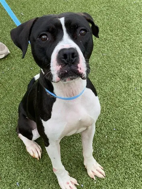 Skippy - American Pit Bull Terrier