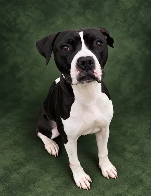 Skippy - American Pit Bull Terrier