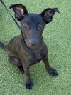 BROOK — Fayetteville, NC Adoption