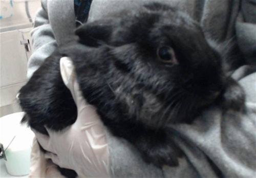 Petunia, Shorthaired Rabbit (medium coat)