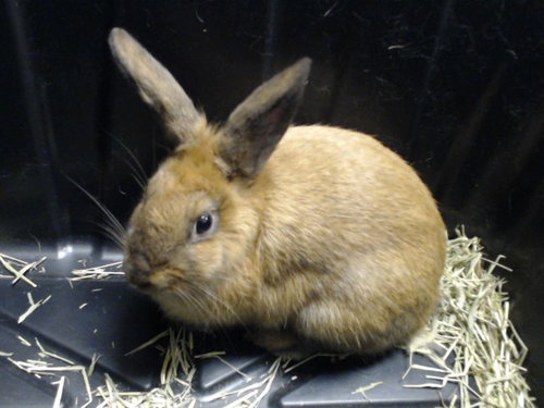 Poppy, Shorthaired Rabbit (medium coat)